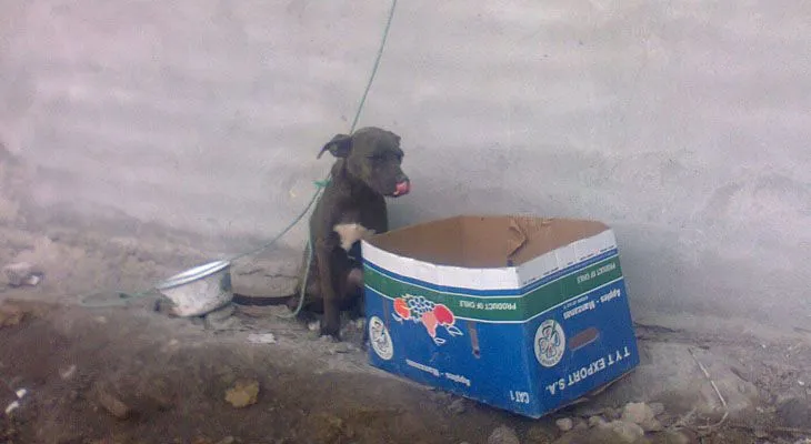 PERRO