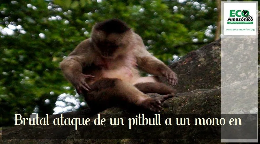 Ataque de pitbull a monos capuchinos en Puerto Misahualli