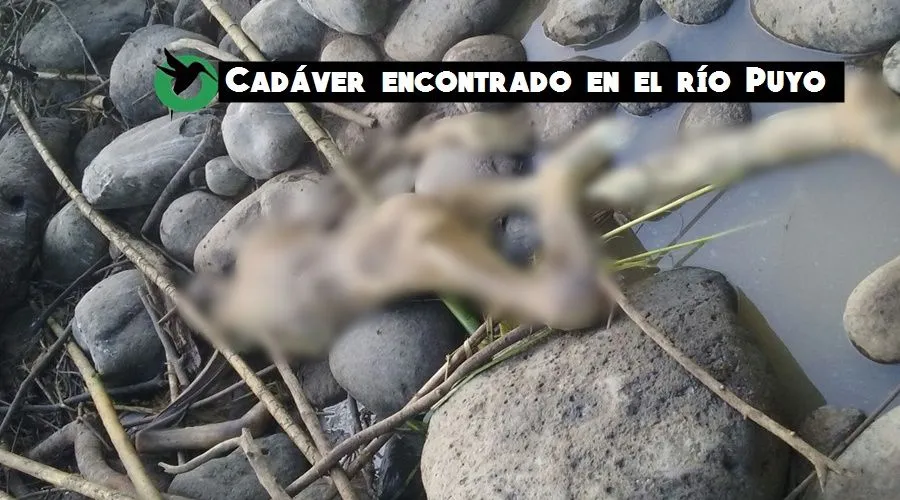 Cadáver encontrado en el río Puyo