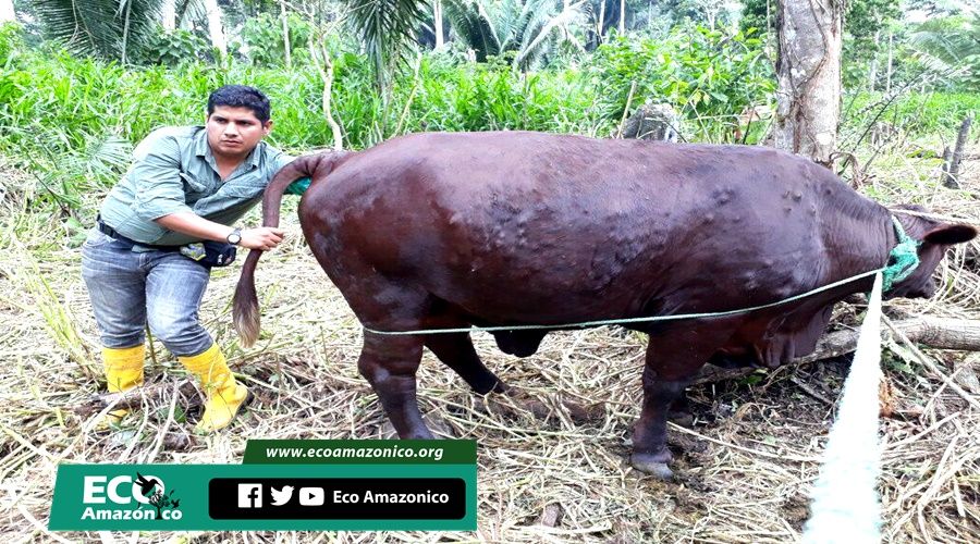 Brigada médica veterinaria en varias comunidades