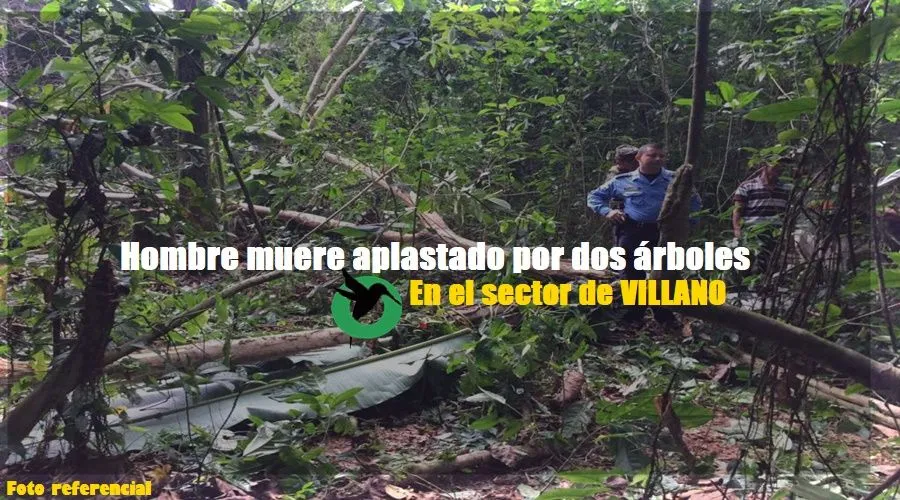 Hombre muere aplastado por dos dos arboles