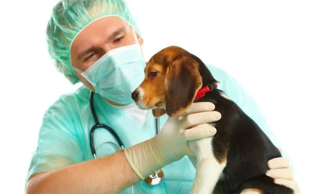 Esterilización a bajo costo en Puyo