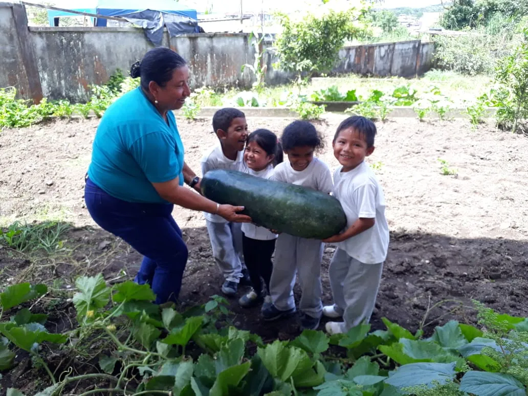 Cosecha de pepinos gigantes en Puyo