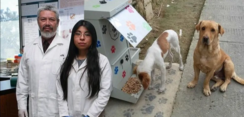 Estudiante mexicana crea croquetas anticonceptivas para perritos callejeros