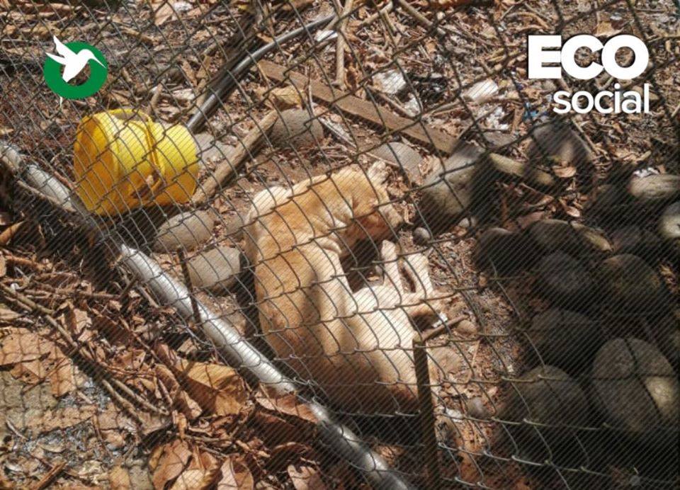 Denuncia de mascota maltratada