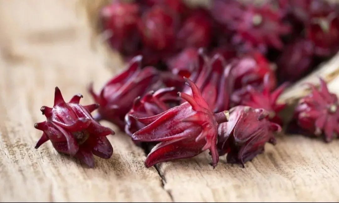 Flor de jamaica mata más bacterias que el cloro