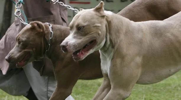 Pelea de perros y de ‘fauna urbana’, con penas duras con las reformas al COIP