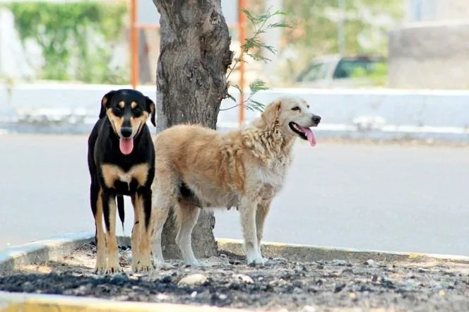 Campaña de esterilización en Puyo