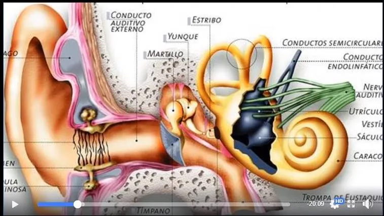 Visita de Médico con el tema Inflamación de oídos