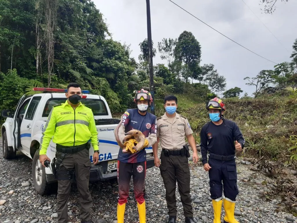 Más de 600 atenciones realizó el Cuerpo de Bomberos en lo que va de la Pandemia