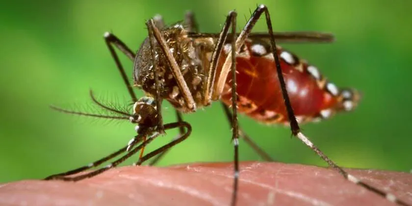 Medidas preventivas para disminuir la transmisión de enfermedades por mosquitos