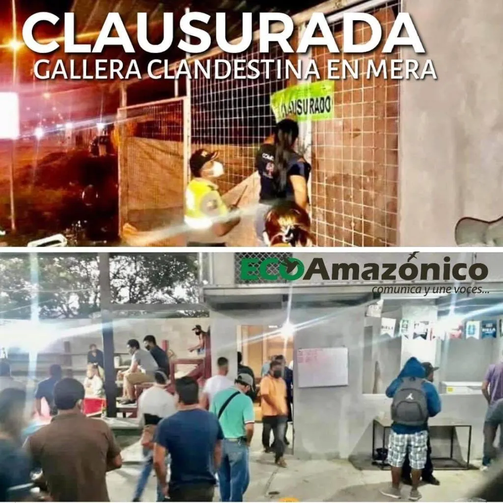 Gallera clandestina fue clausurada en el Cantón Mera