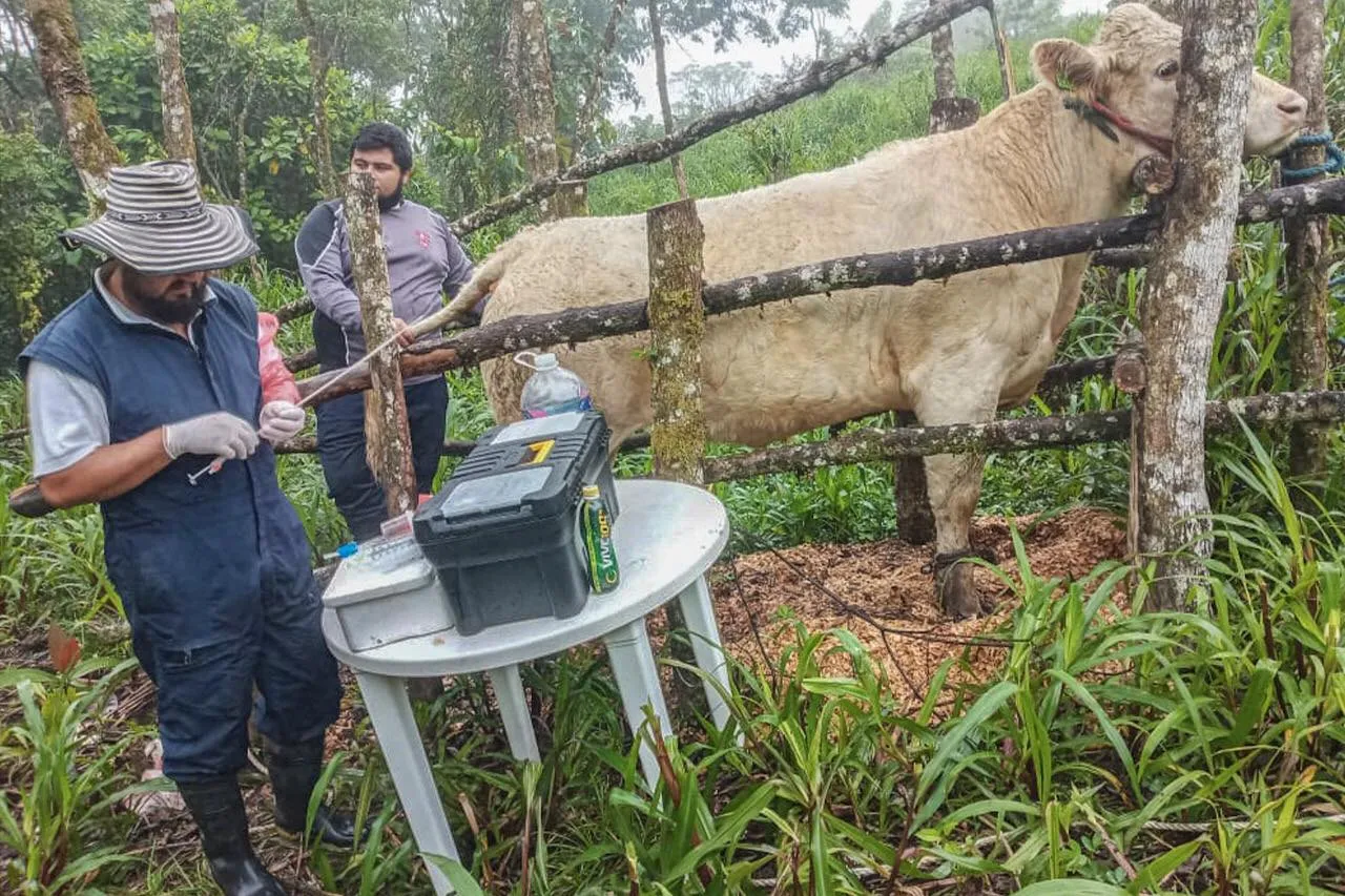 Prefectura de Pastaza impulsa el mejoramiento genético ganadero
