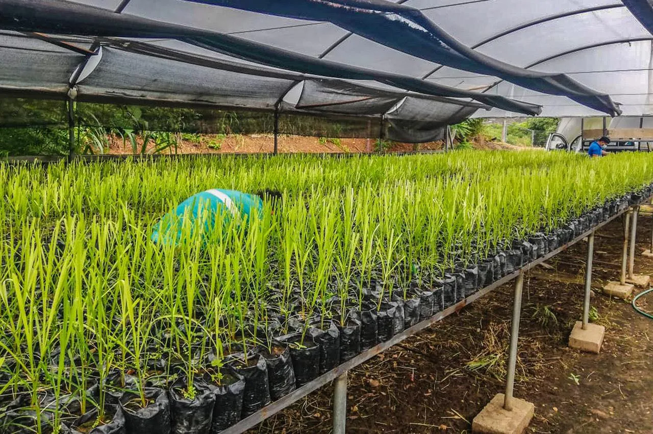 La Prefectura de Pastaza recibió 6.000 plantas de caña meristemática