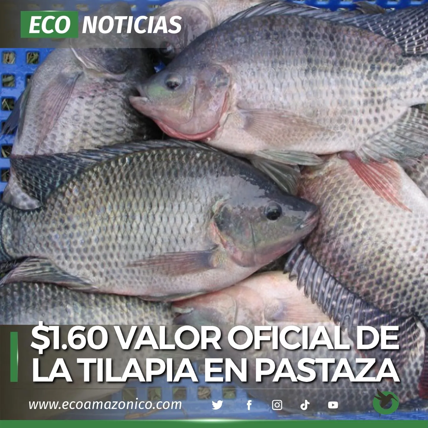 $1,60 VALOR OFICIAL DE LA TILAPIA EN PASTAZA