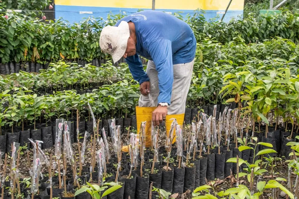 Prefectura de Pastaza fortalece la producción de plántulas a través de la técnica de injertos