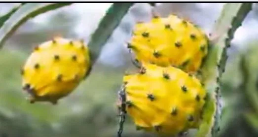 Nuevos precios para la pitahaya nacional y de exportación