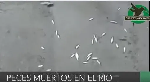 Peces muertos en el río