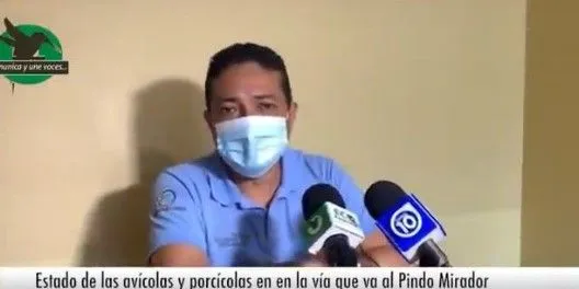 Gad de mera debe regular las avícolas y porcícolas de pindo mirador