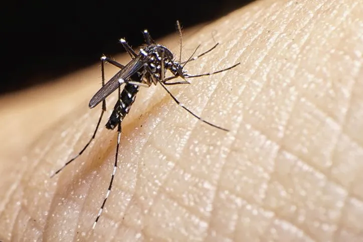 193 casos de dengue en un mes en Pastaza