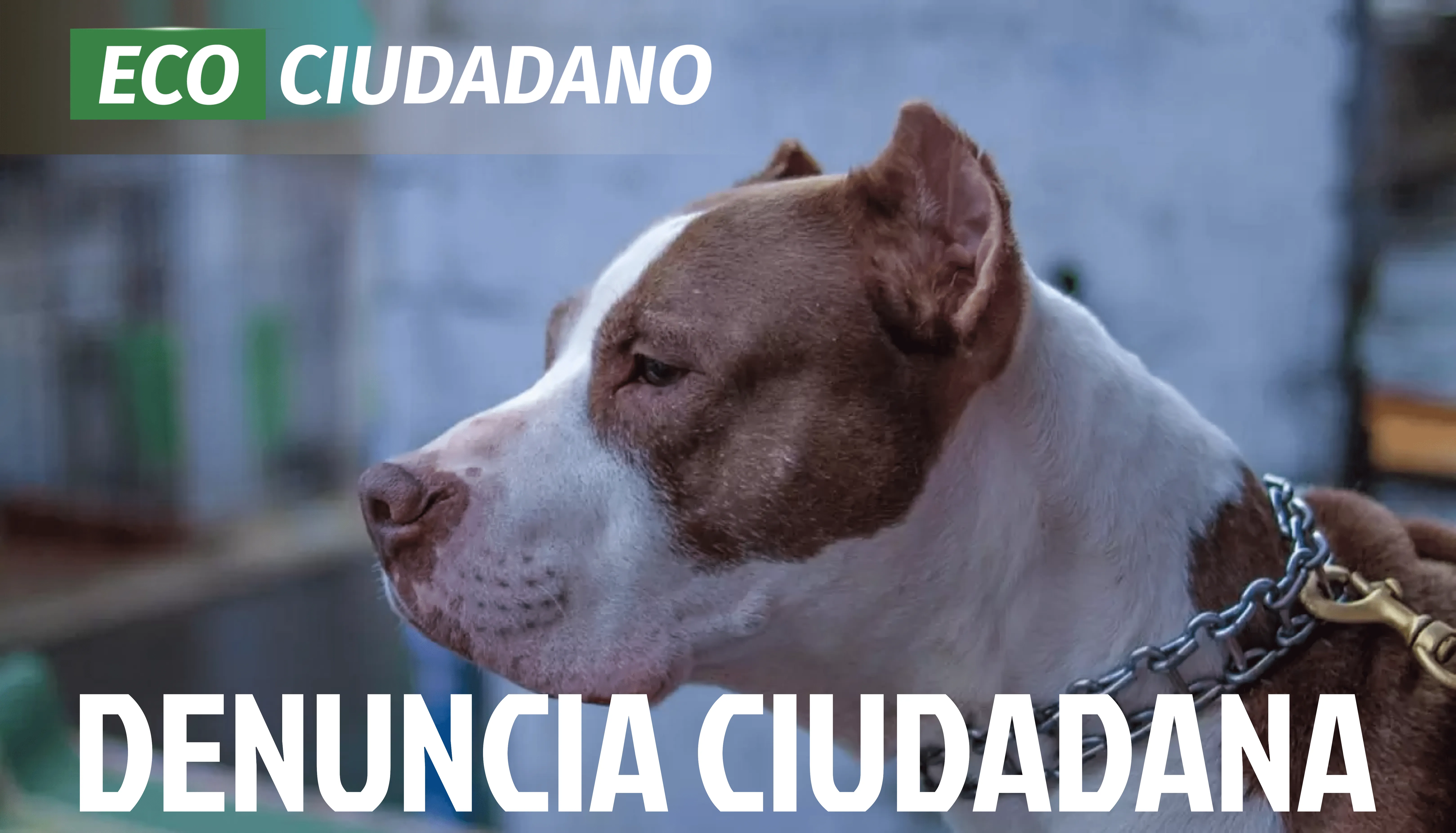 Ataque de Pitbull