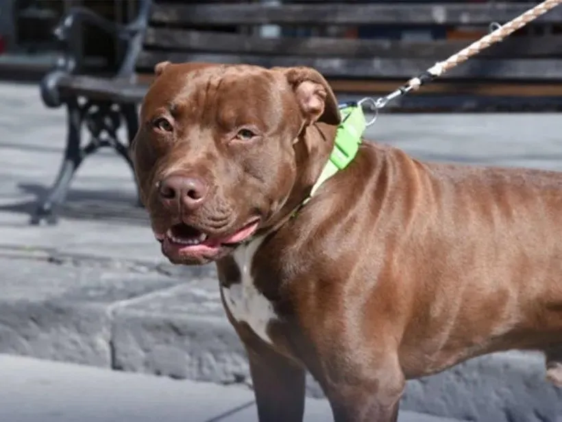 Ataque de Pitbull a una mascota en la 10 de Agosto