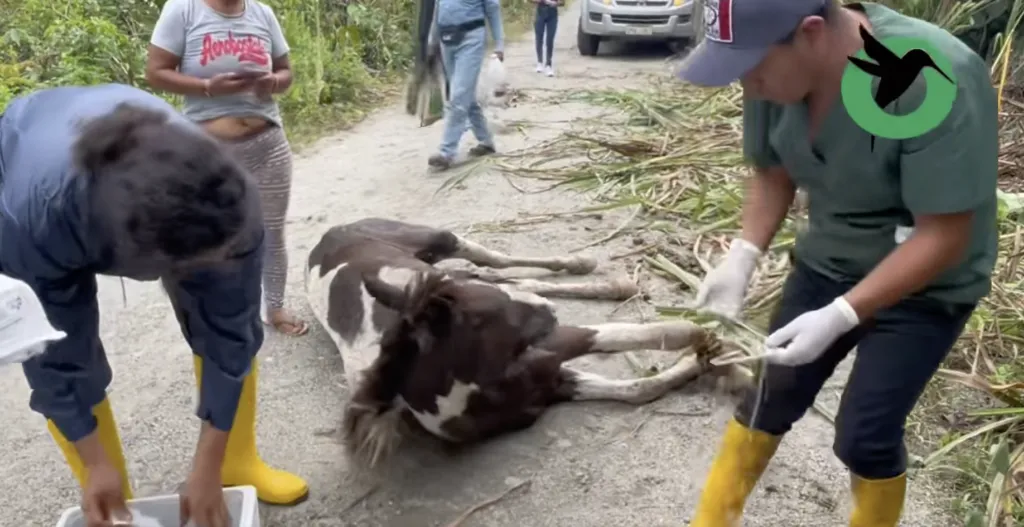 Prefectura envió ayuda para una yegua que estaba sufriendo en la vía