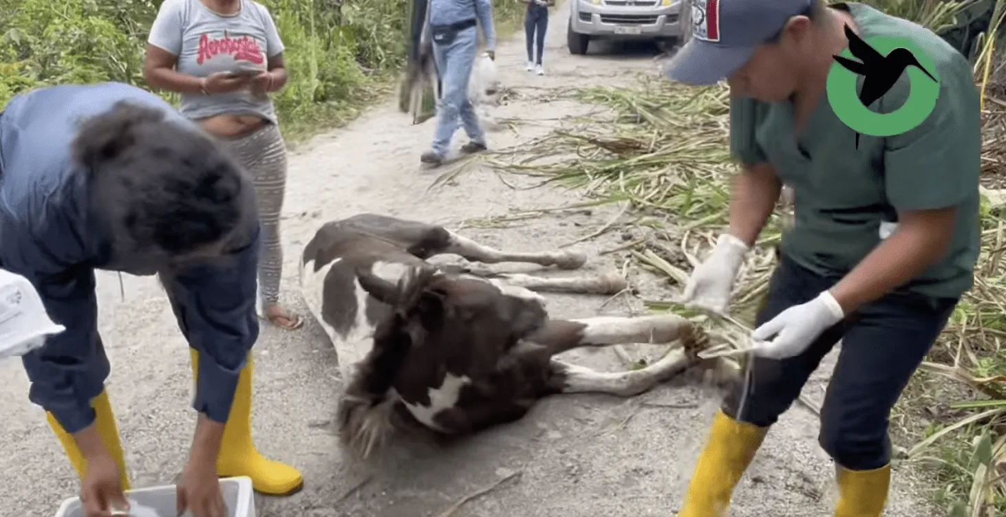 Prefectura envió ayuda para una yegua que estaba sufriendo en la vía