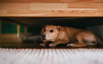Impacto de la pirotecnia en las mascotas