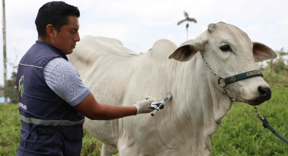 Campaña de vacunación contra la fiebre aftosa en Pastaza