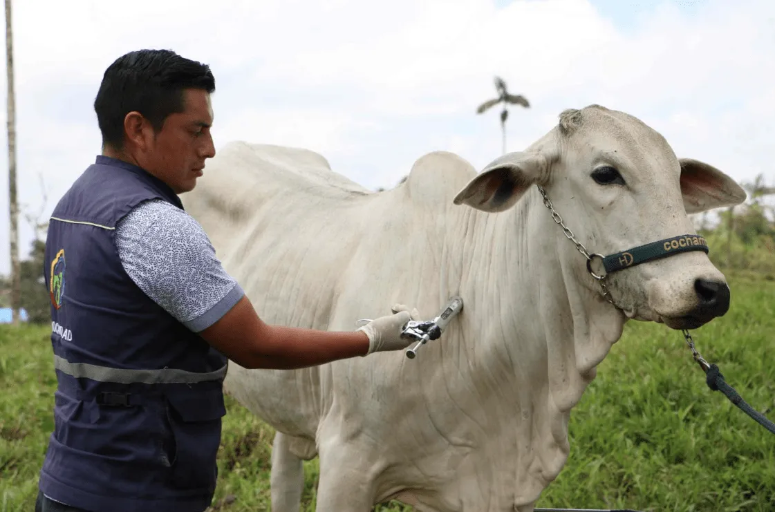 Campaña de vacunación contra la fiebre aftosa en Pastaza